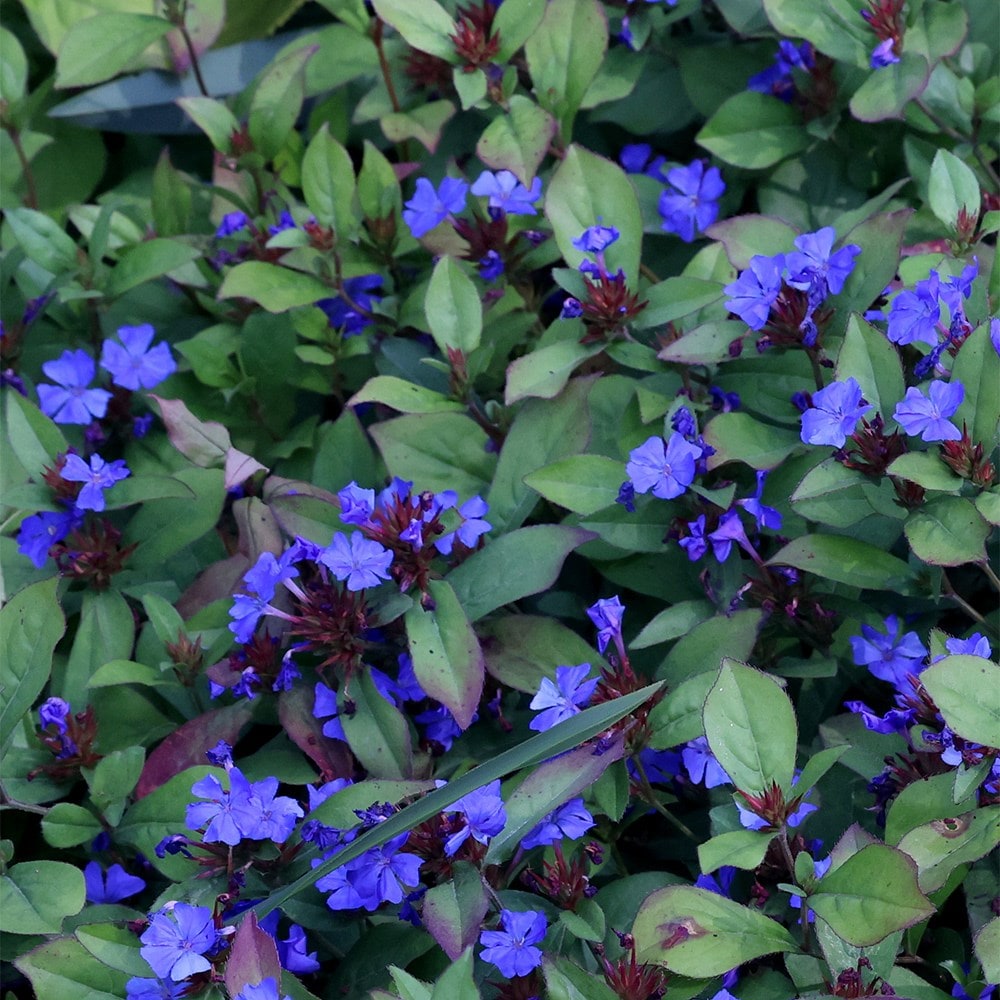 <i>Ceratostigma plumbaginoides</i> 