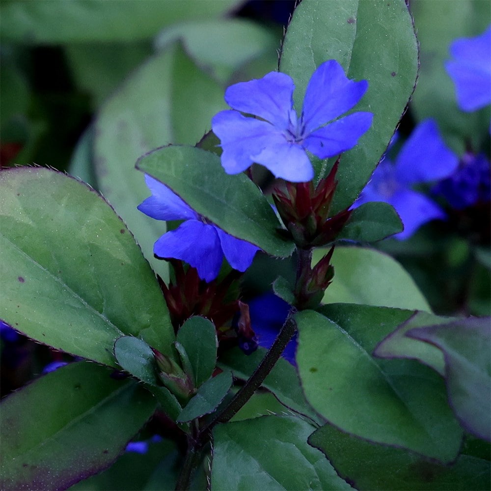 <i>Ceratostigma plumbaginoides</i> 