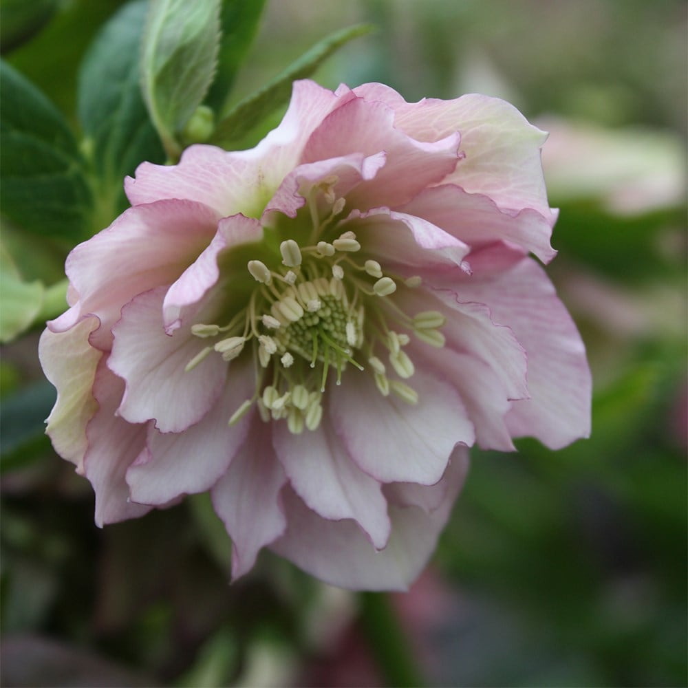 Product options image