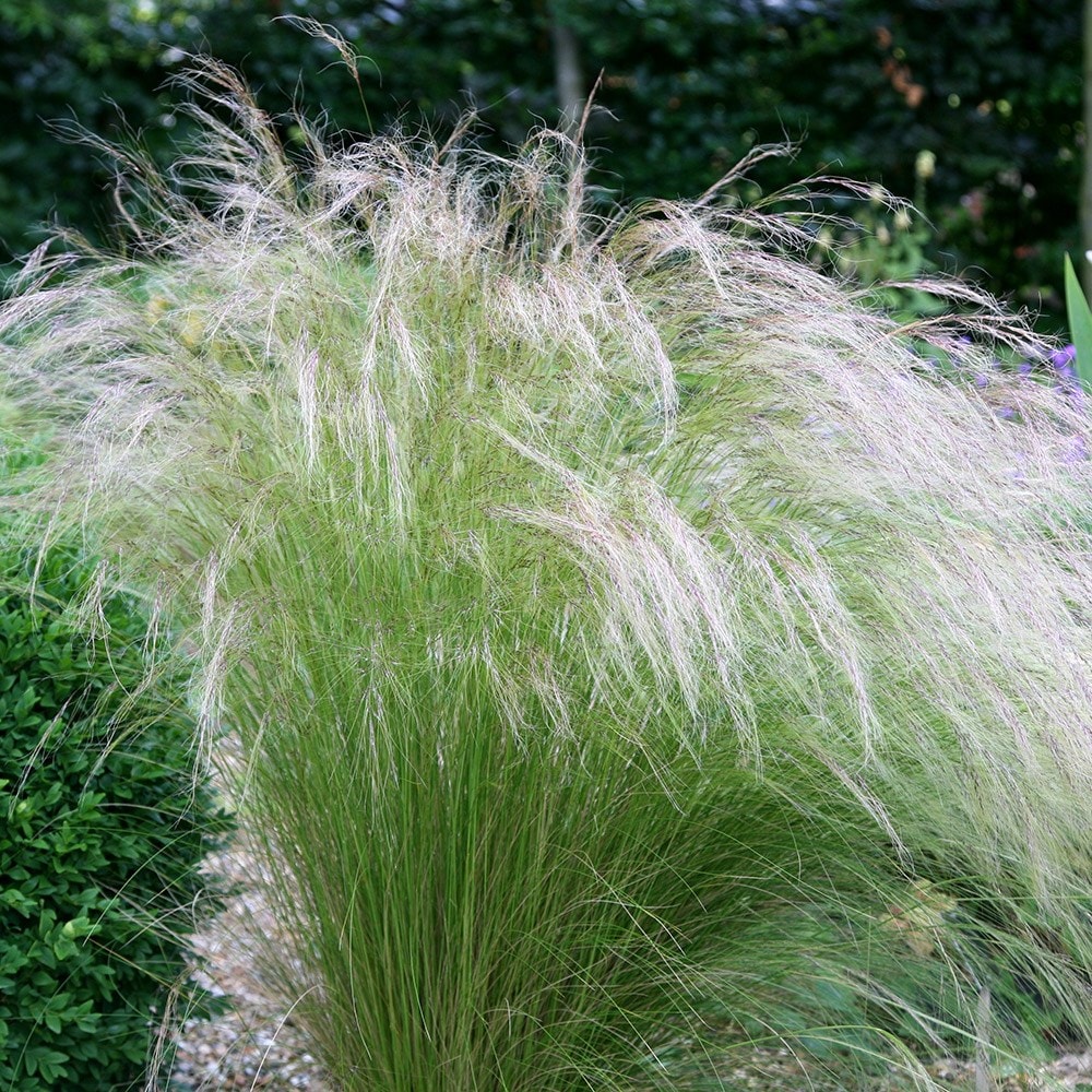 Stipa tenuissima 'Pony Tails' ornamental grass perennial garden plant 9cm pot 