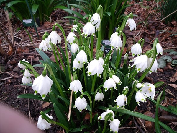 <i>Leucojum vernum</i> 