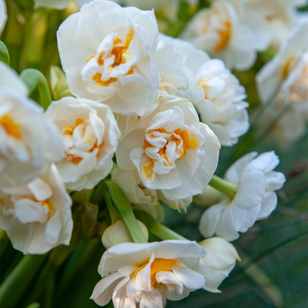 <i>Narcissus</i> 'Bridal Crown'