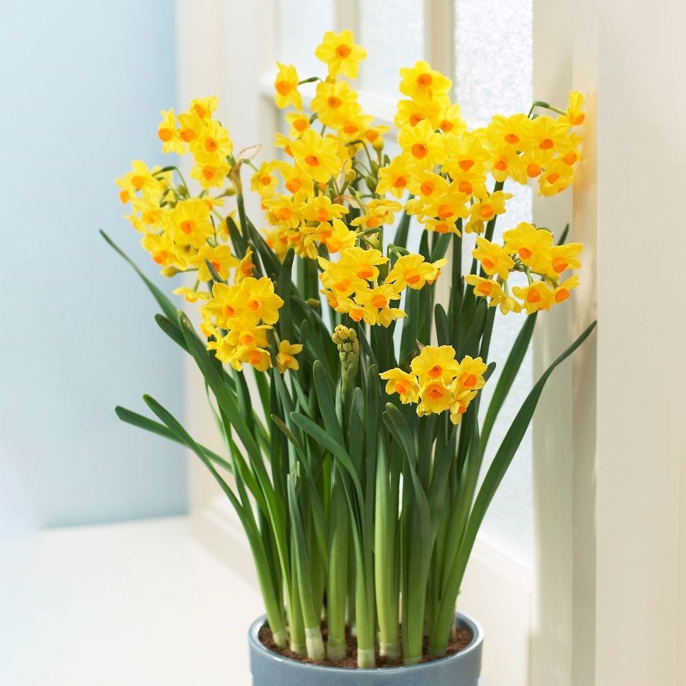 Product options image