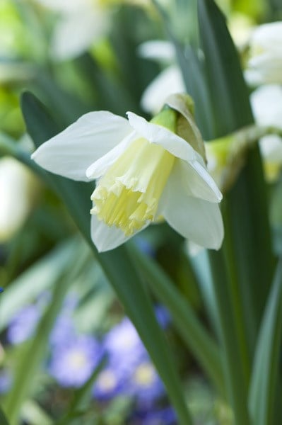 Narcissus Ice Follies