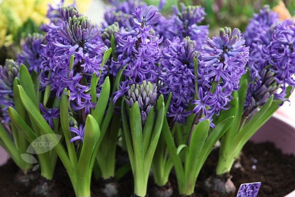 Buy garden hyacinth bulbs Hyacinthus orientalis 'Blue 