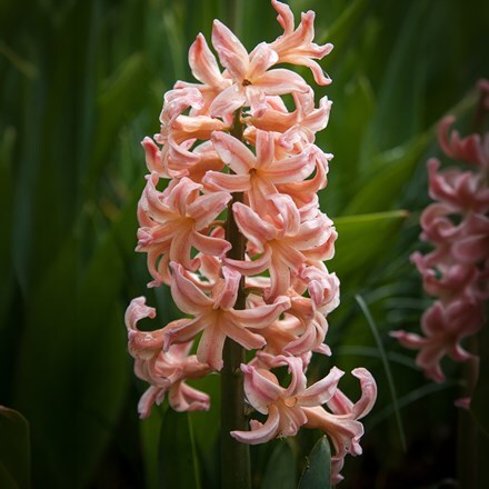 Hyacinthus orientalis Gipsy Queen