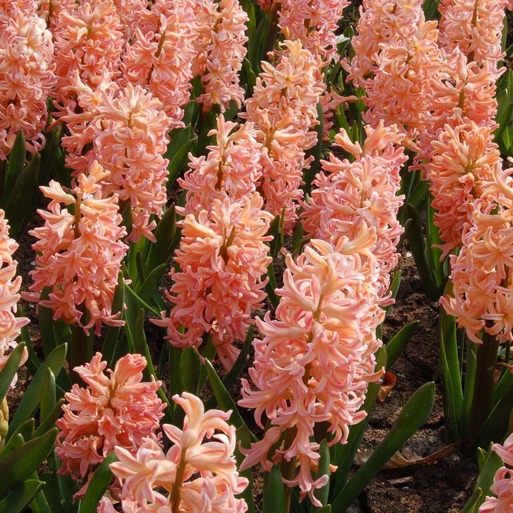 <i>Hyacinthus orientalis</i> 'Gipsy Queen'
