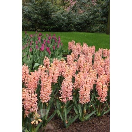 Hyacinthus orientalis Gipsy Queen