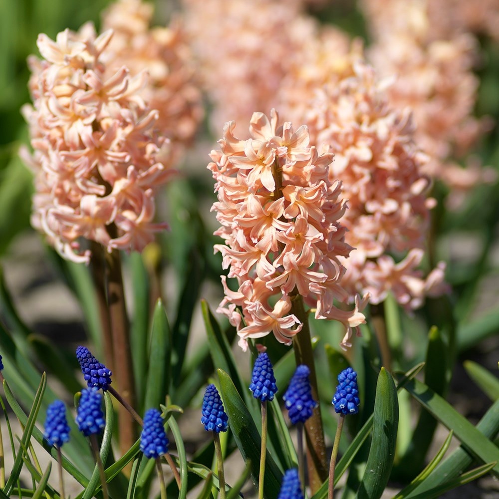 <i>Hyacinthus orientalis</i> 'Gipsy Queen'