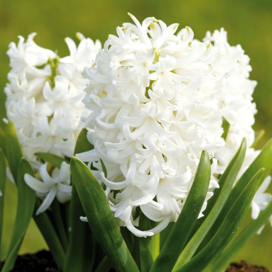 Buy hyacinth Hyacinthus orientalis 'White Pearl'