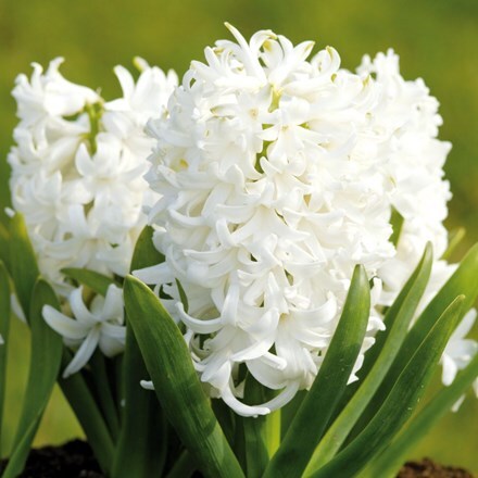 Hyacinthus orientalis White Pearl