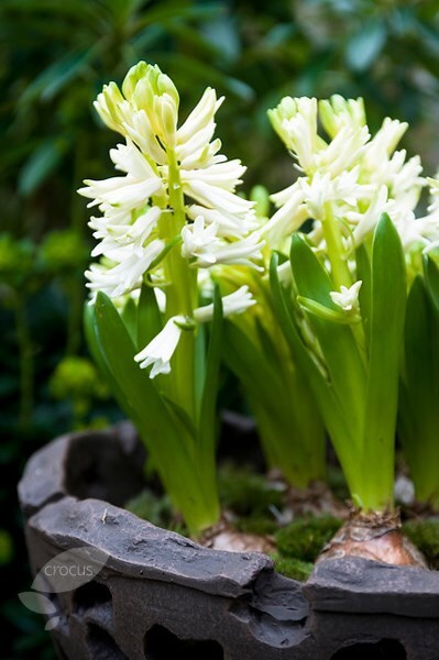 <i>Hyacinthus orientalis</i> 'White Pearl'