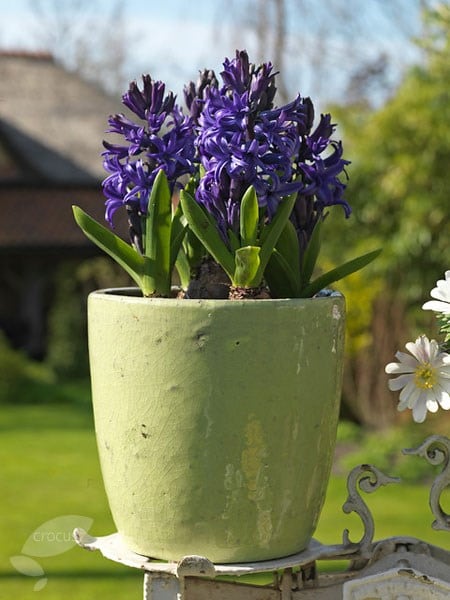<I>Hyacinthus orientalis</i> 'Blue Pearl' (PBR)