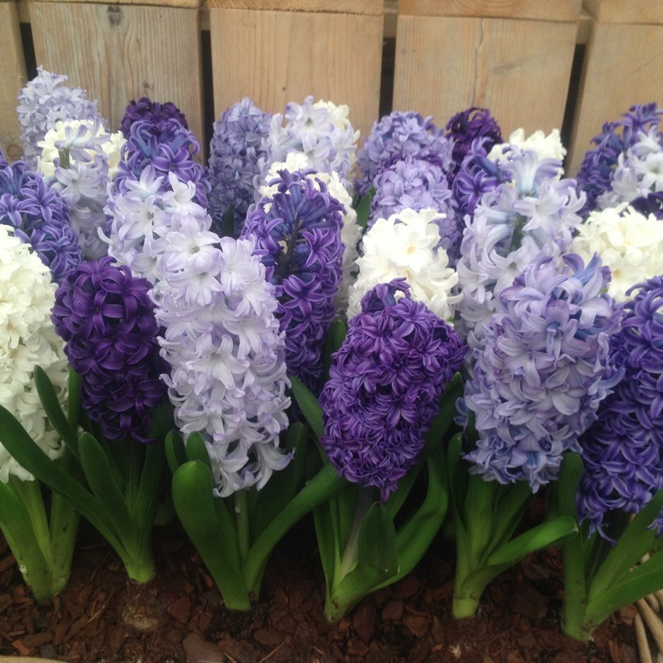 garden hyacinth bulb collection