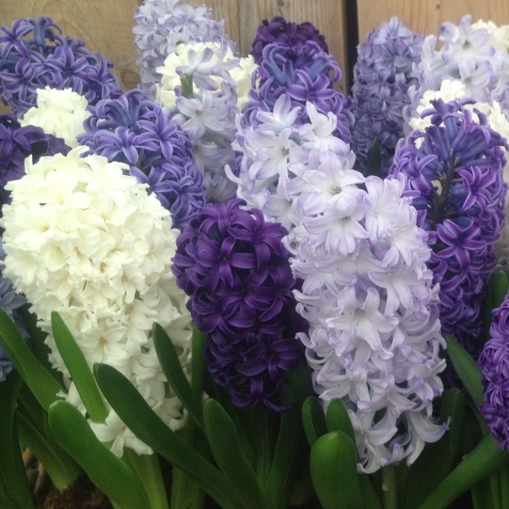 Cool shades garden hyacinth collection - 40+20 Free bulbs