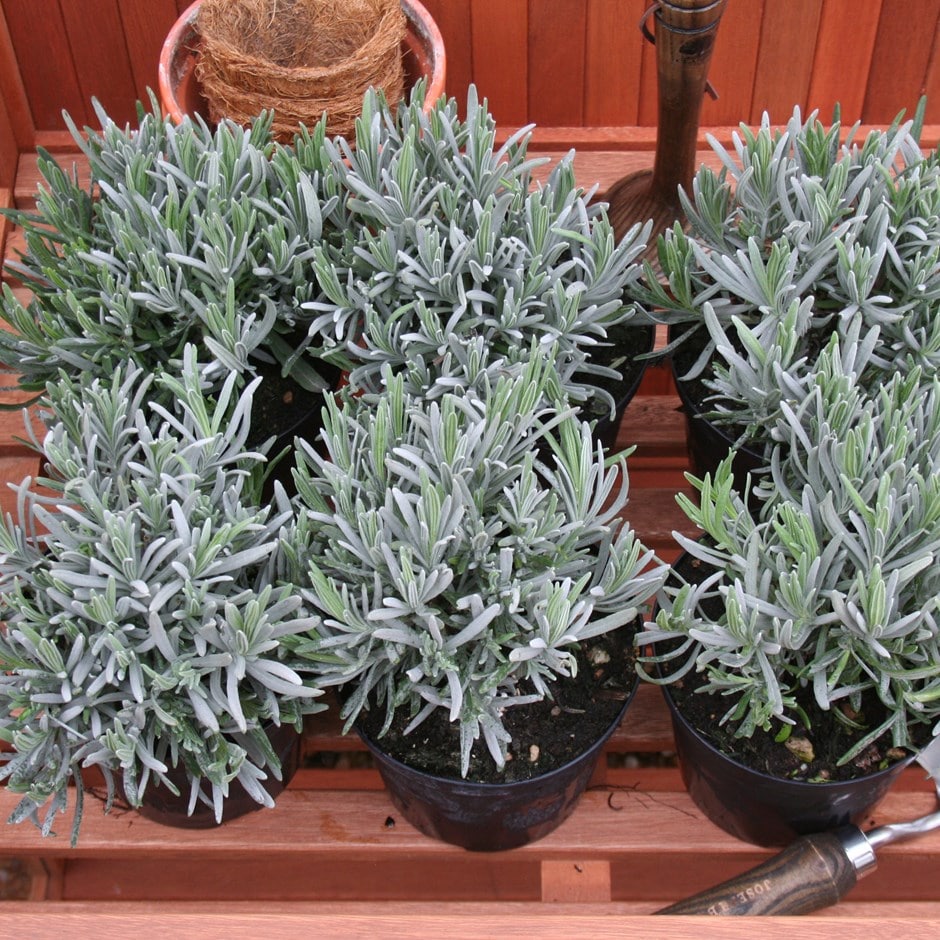 common lavender or Lavandula angustifolia