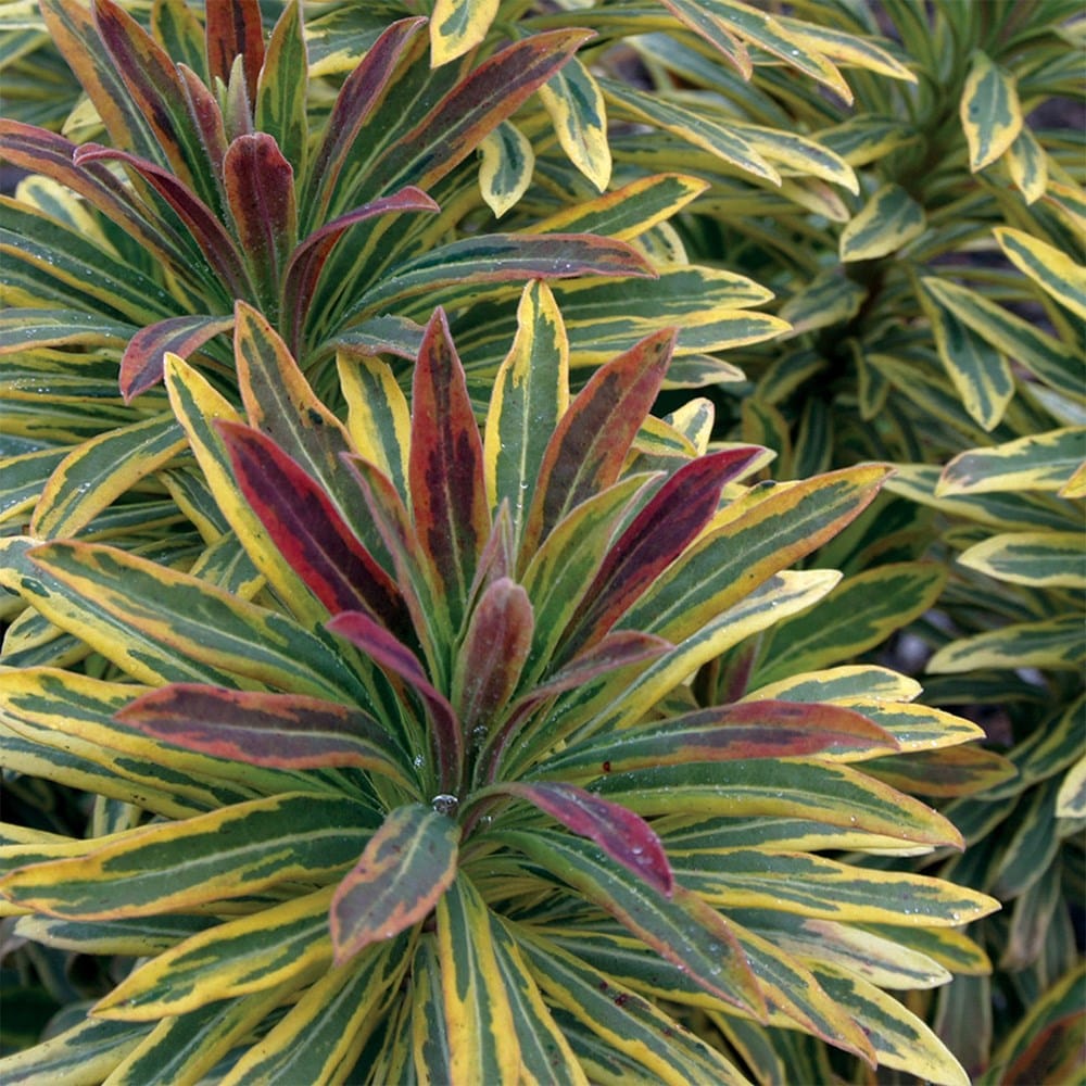 Product options image