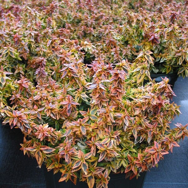 <i>Abelia</i> × <i>grandiflora</i> 'Kaleidoscope' (PBR)