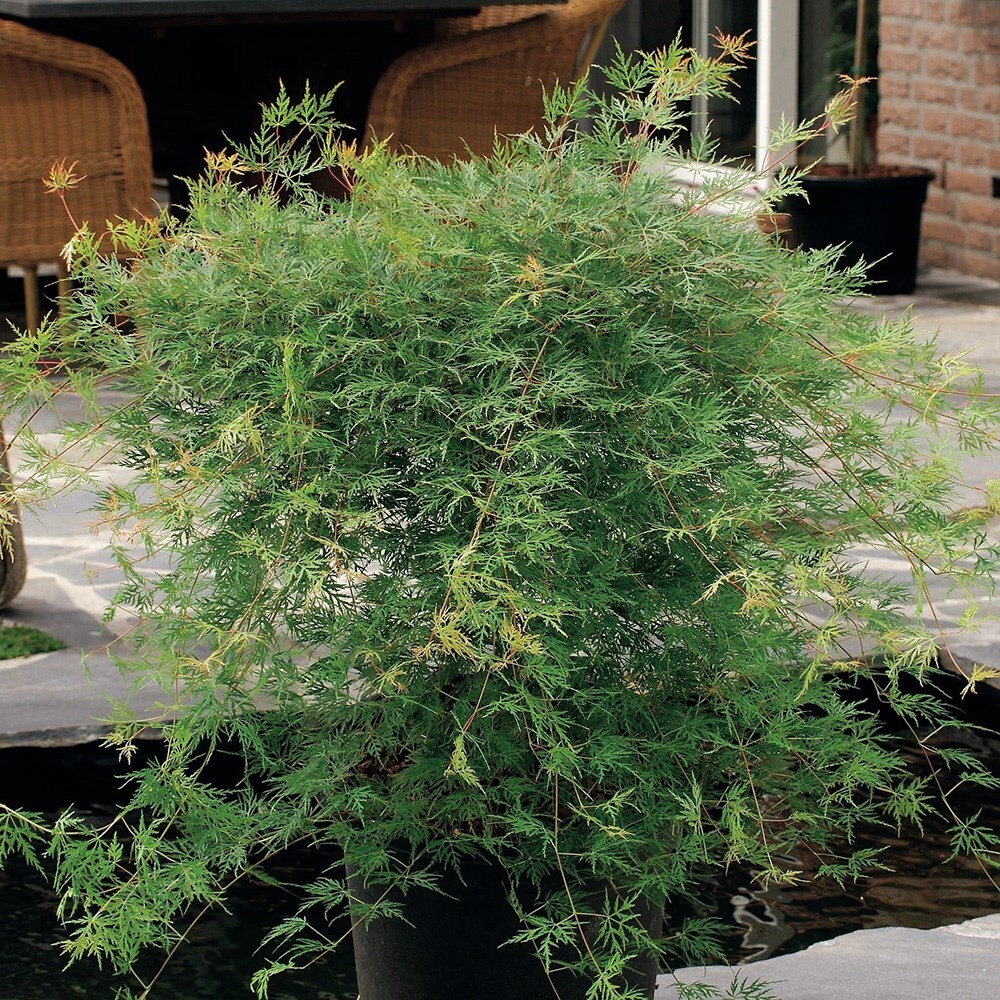 Emerald Lace Japanese Maple