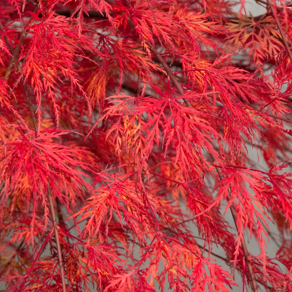 Buy Japanese Maple Acer Palmatum Emerald Lace Delivery