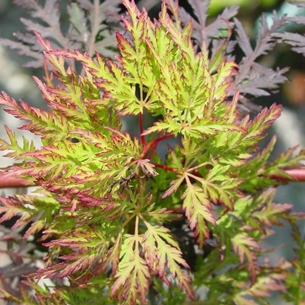 <i>Acer palmatum</i> 'Emerald Lace'