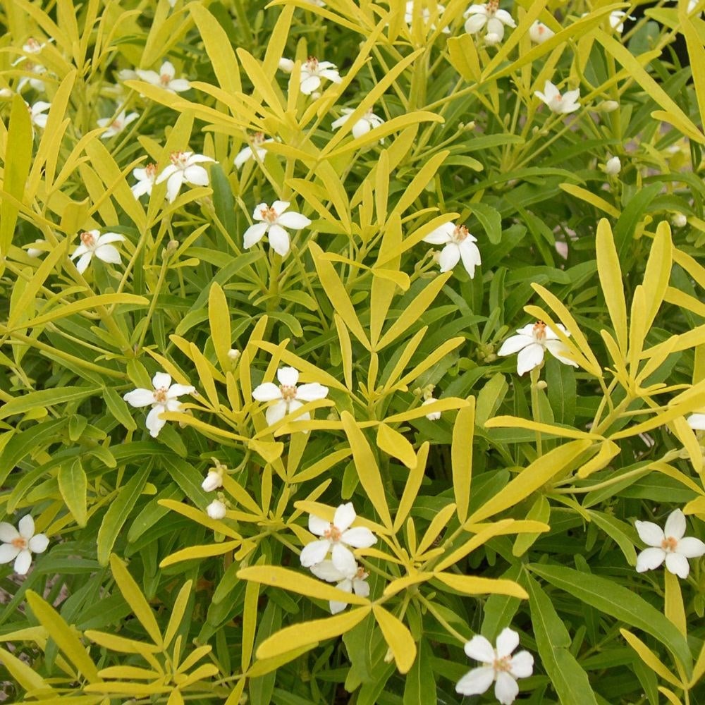 Mexican orange blossom