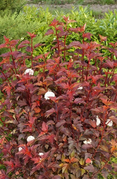Physocarpus opulifolius Diable D'Or ('Mindia') (PBR)