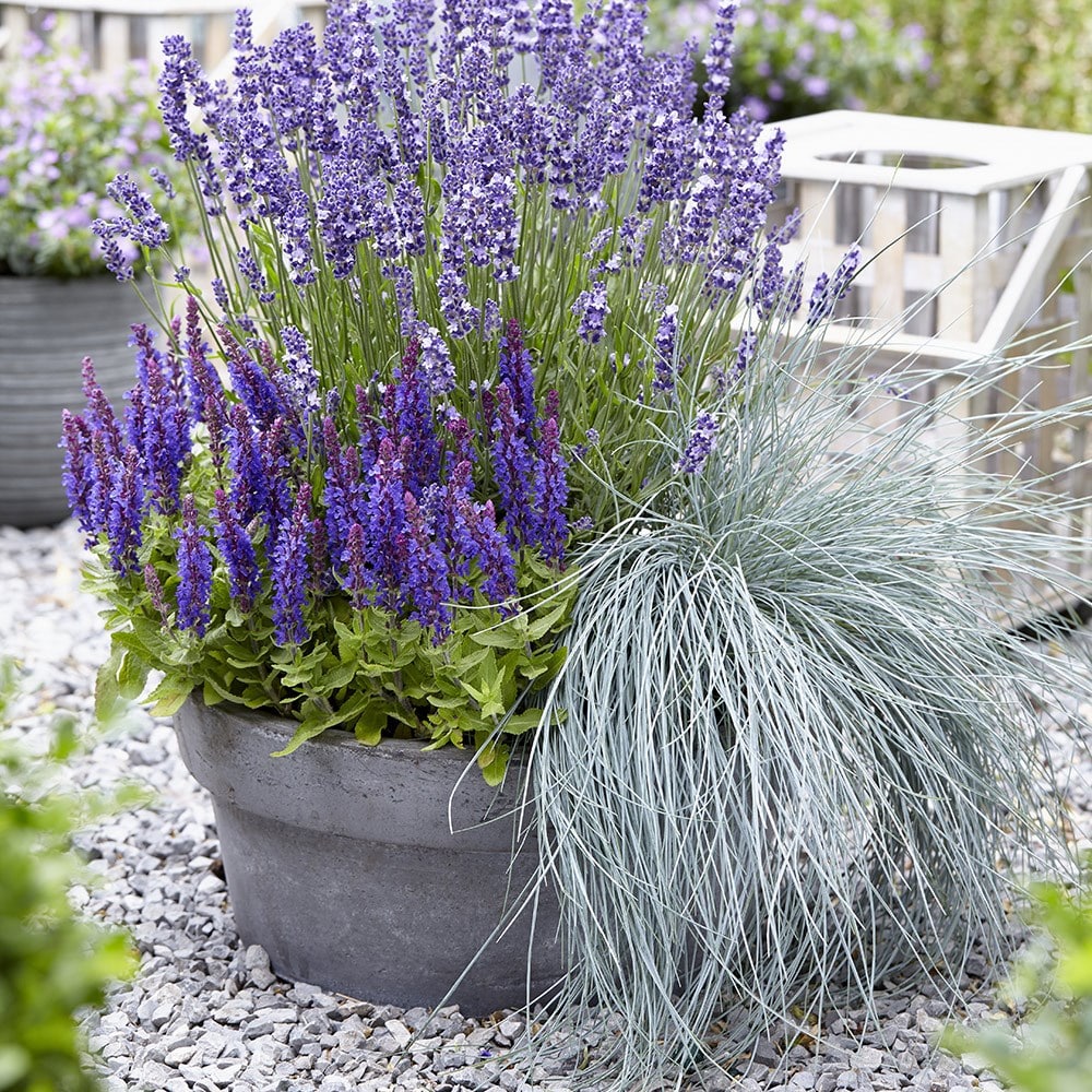 <i>Festuca glauca</i> <b class=small-caps>Intense Blue</b> ('Casblue') (PBR)