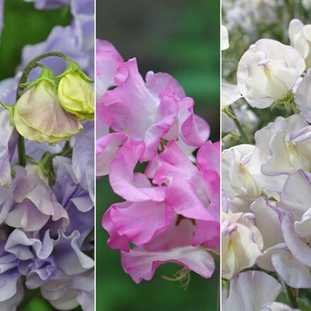 Sweet pea collection highly scented