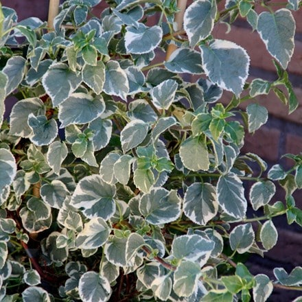 Hydrangea anomala subsp. petiolaris Silver Lining (PBR)