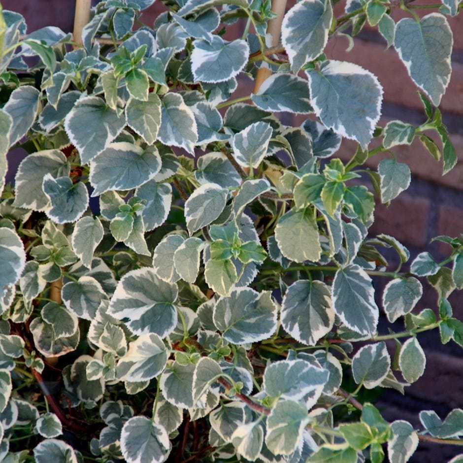 <I>Hydrangea anomala</i> subsp. <i>petiolaris</i> 'Silver Lining' (PBR)