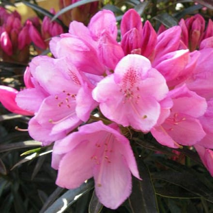 Picture of Rhododendron Graziella