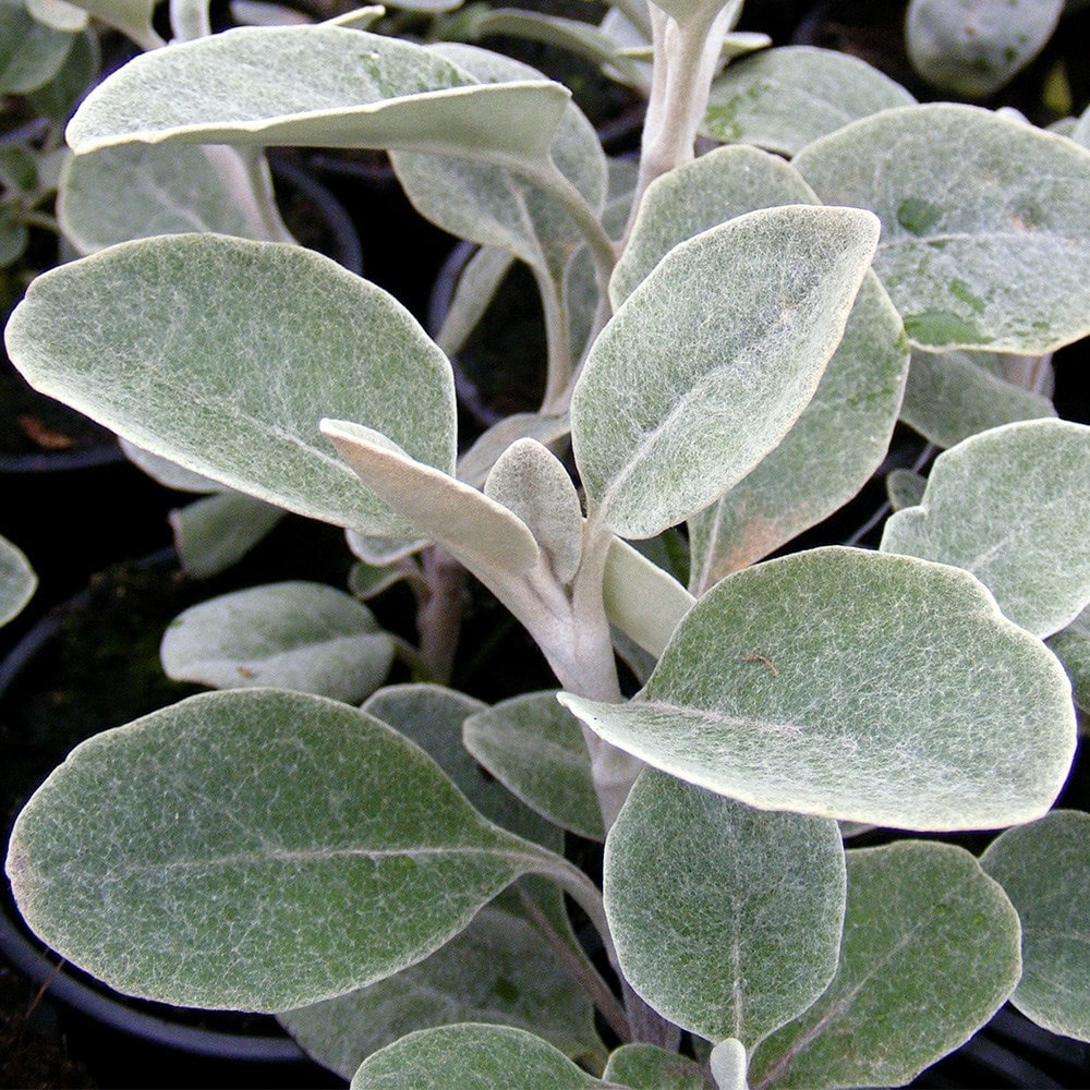 (syn. senecio 'Silver Dormouse')