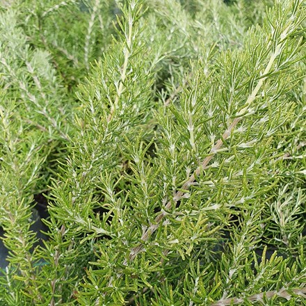 Picture of Rosmarinus officinalis Roman Beauty (PBR)