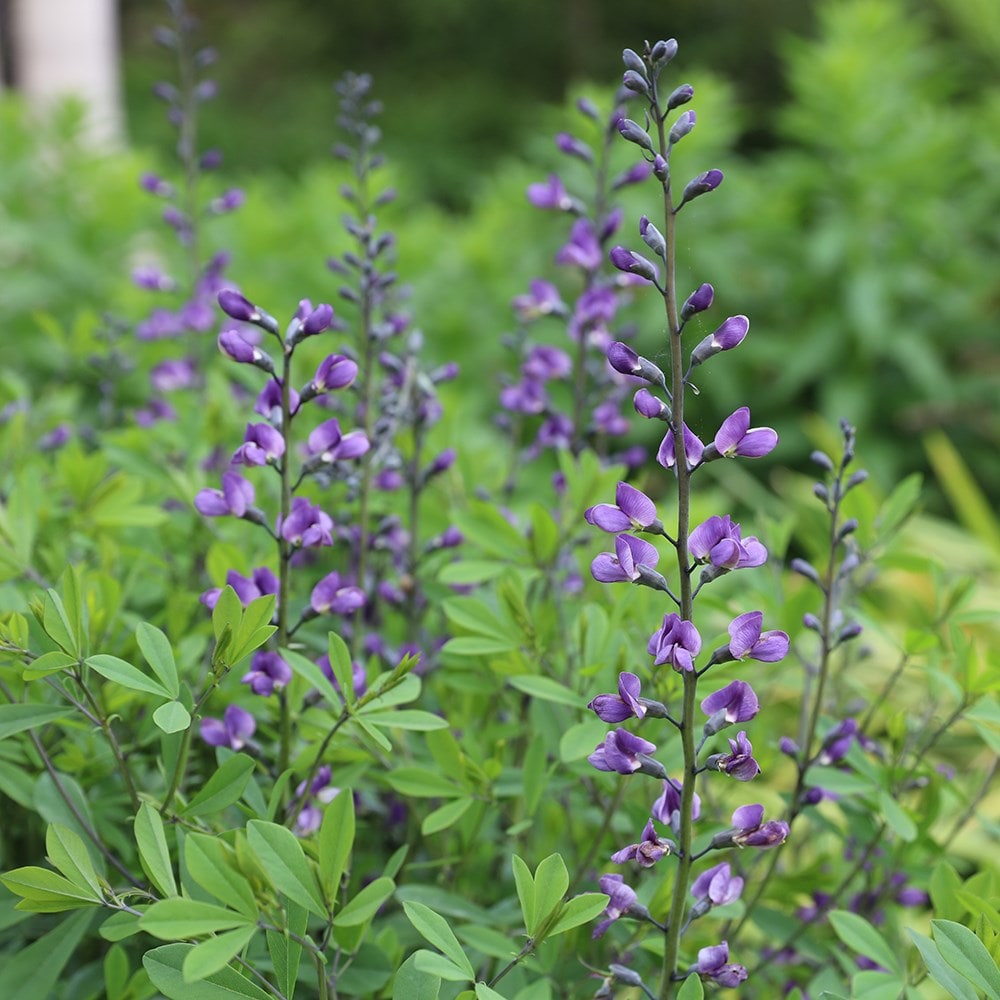 Product options image