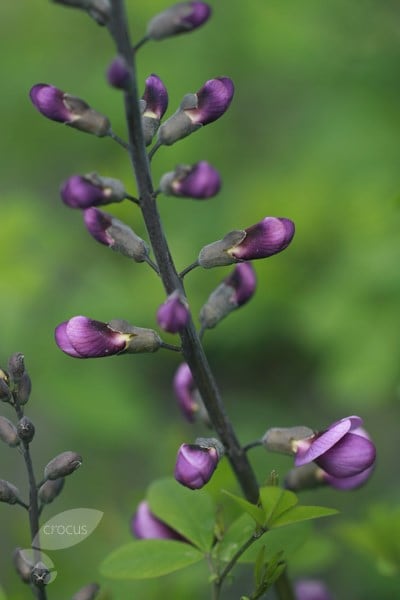 Baptisia Purple Smoke