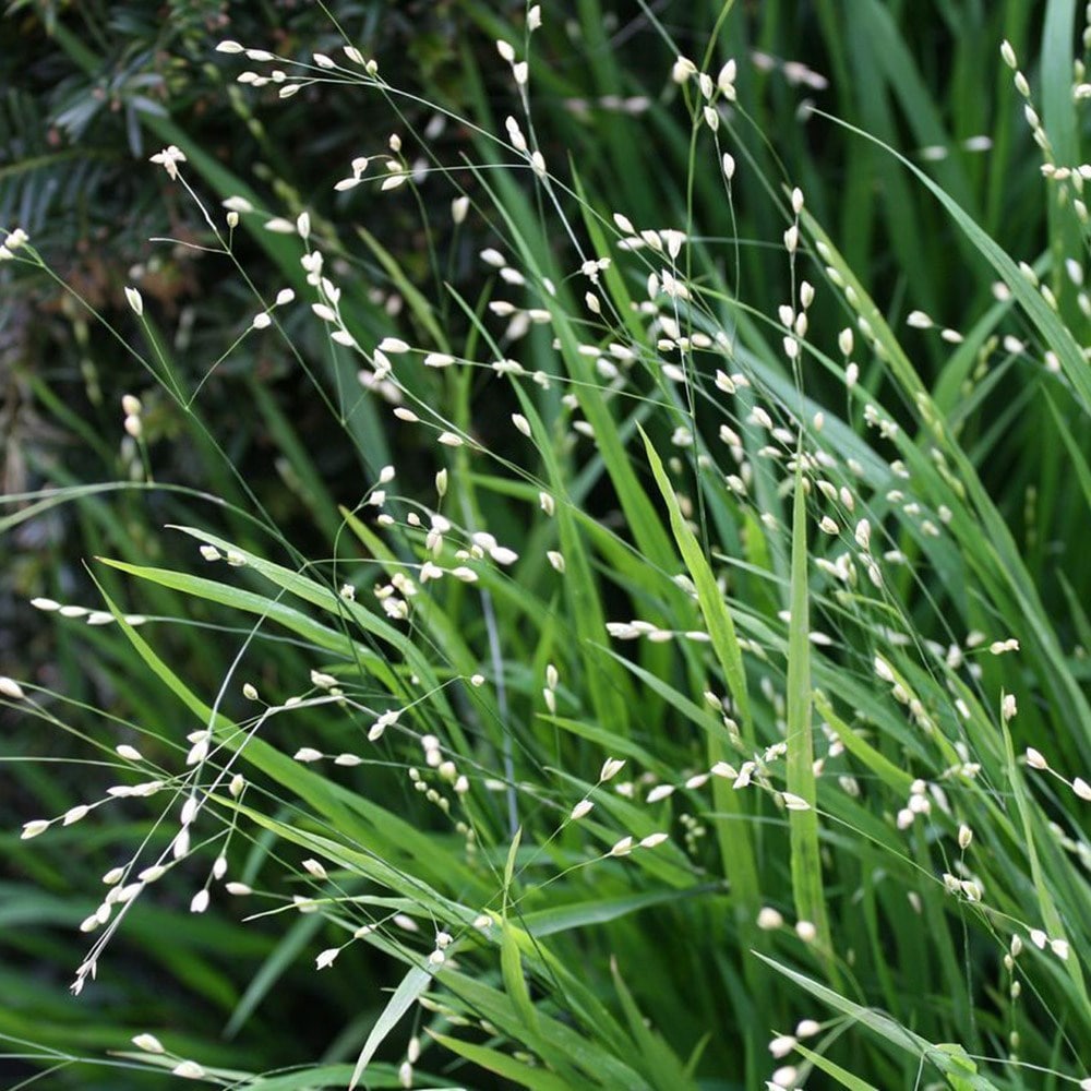 Product options image