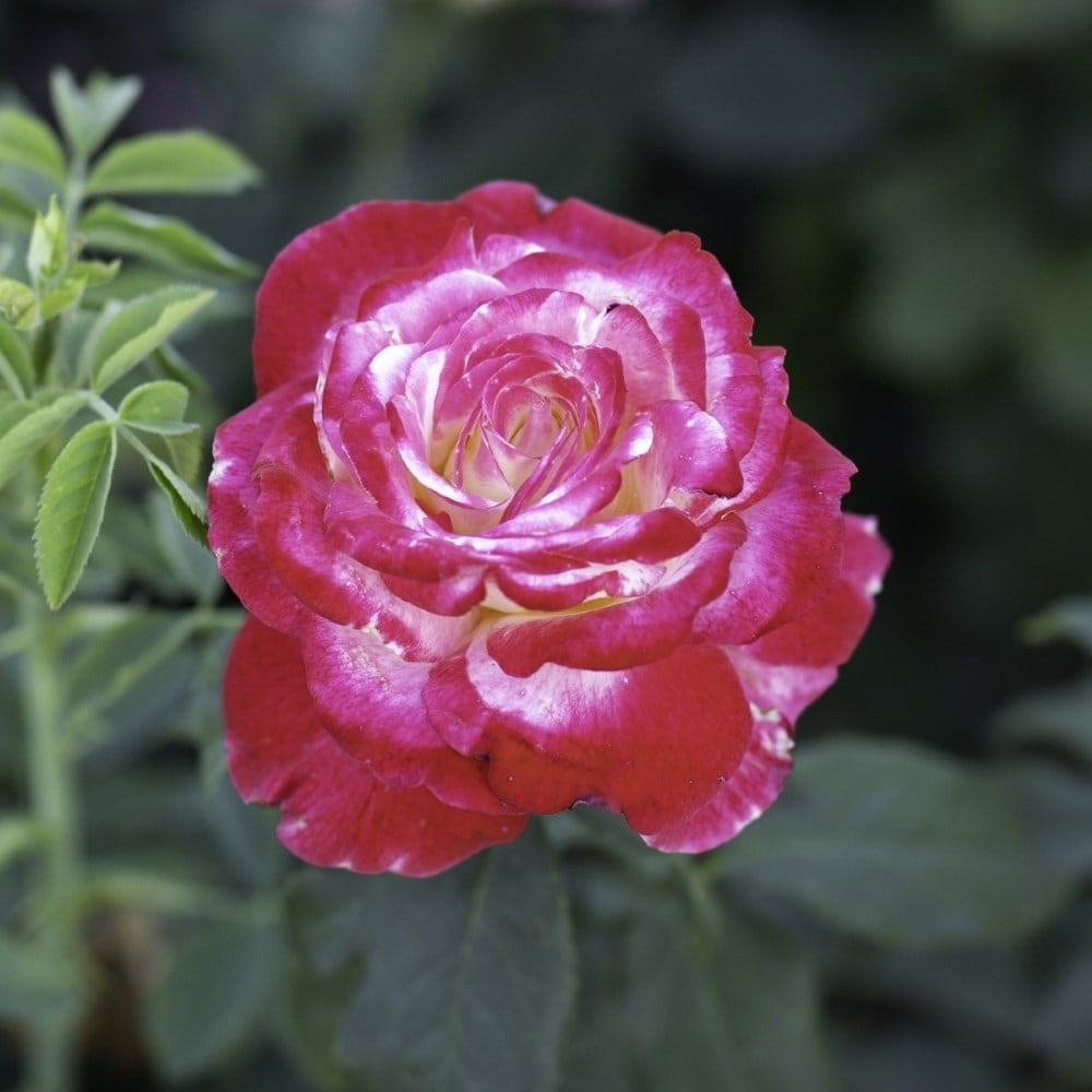 rose Double delight (shrub)