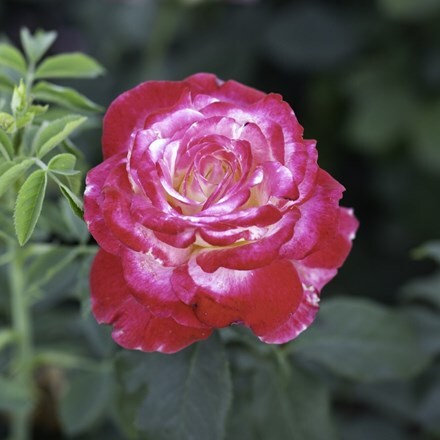 Rosa Double Delight ('Andeli')