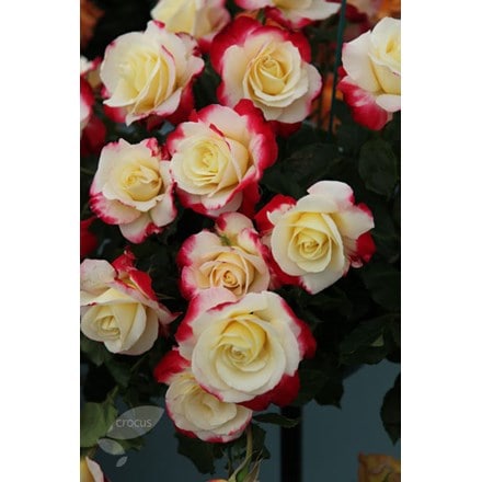 Rosa Double Delight ('Andeli')