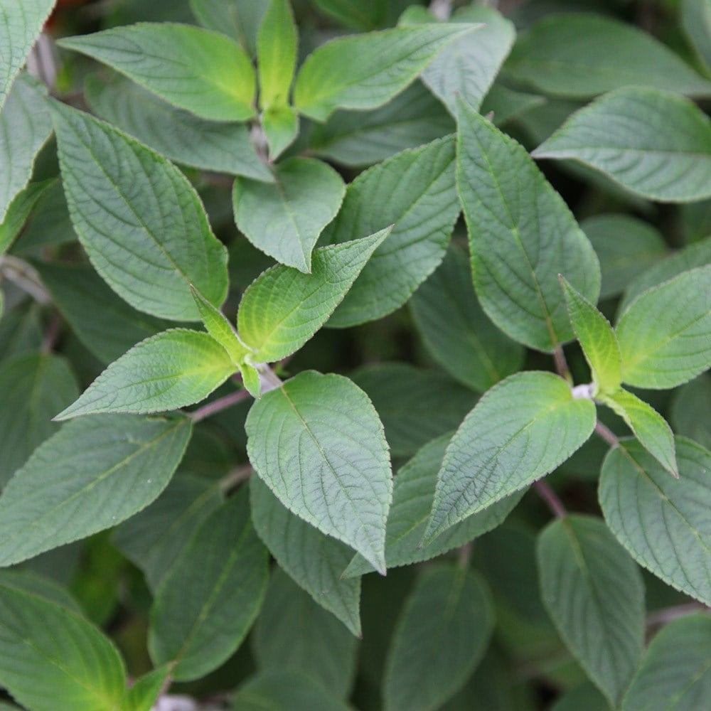 Product options image