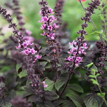 Picture of Ocimum African Blue