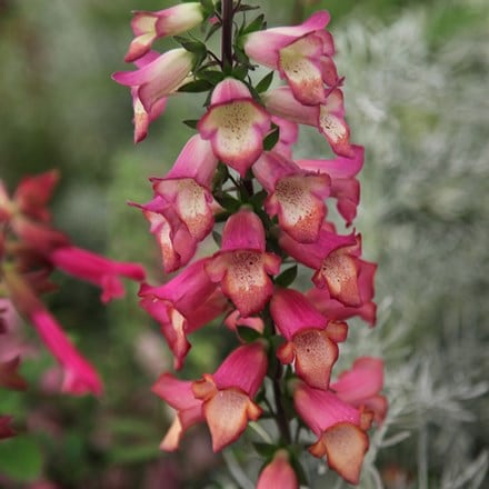 Picture of Digitalis × valinii Illumination Pink ('Tmdgfp001') (PBR) (Illumination Series)