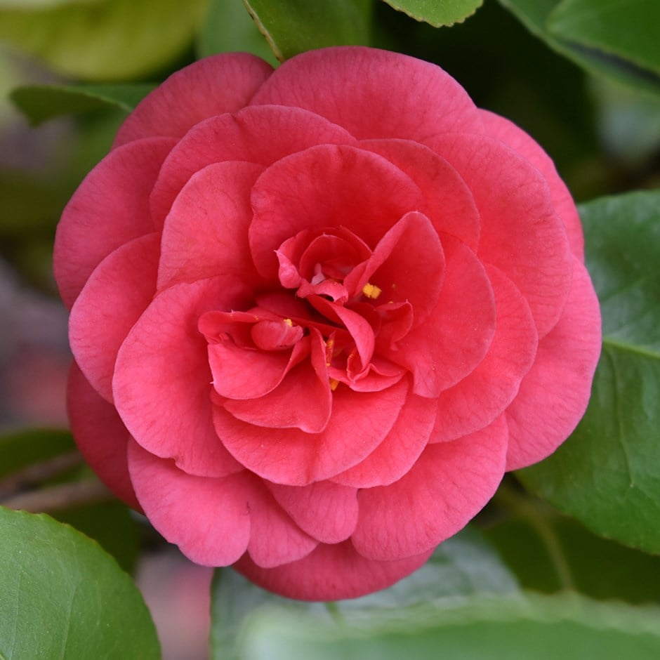 <i>Camellia japonica</i> 'Lady Campbell'
