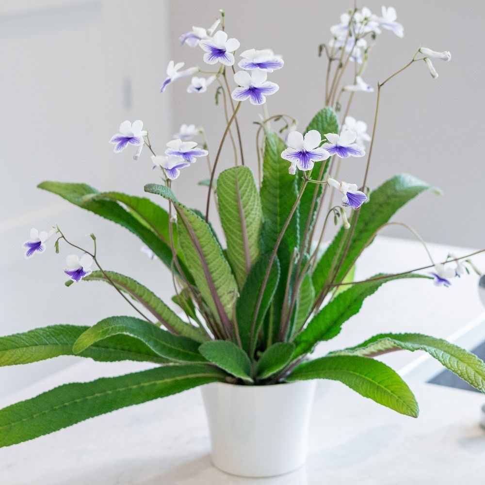 Product options image