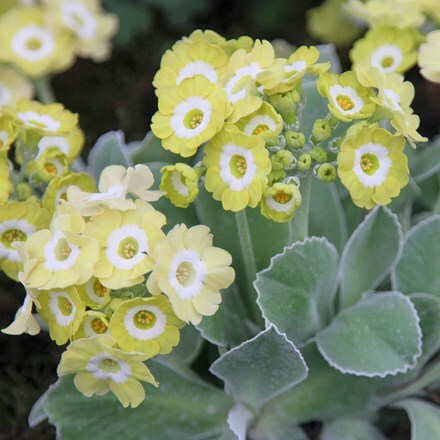 Picture of Primula auricula Lucy Locket