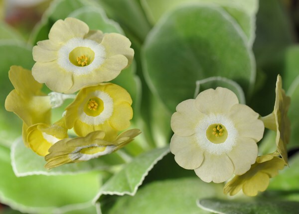 primula auricula lucy locket