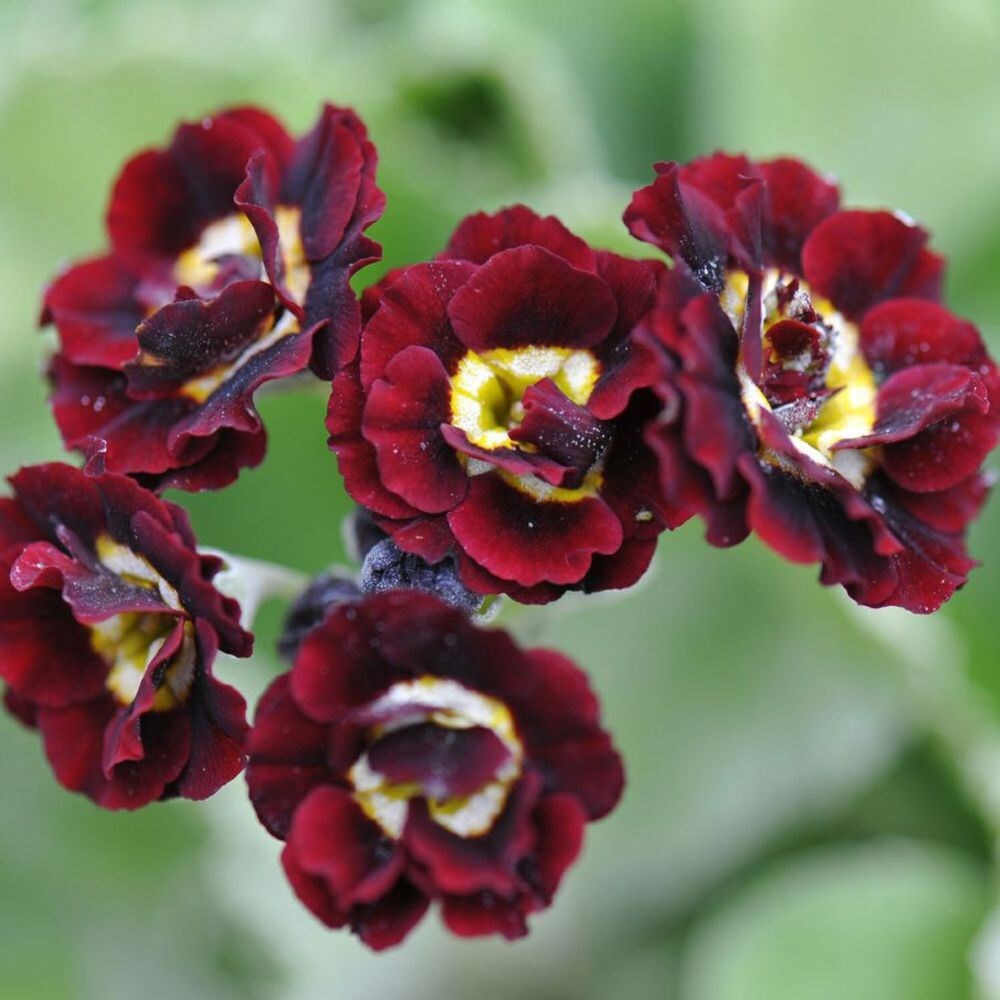 flower auricula