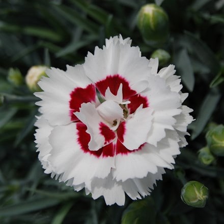 Dianthus Coconut Sundae ('Wp05 Yves') (PBR) (Scent First Series)