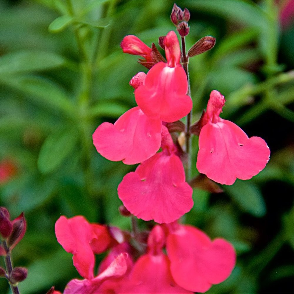 Product options image